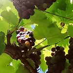 Summer Wine דירה *