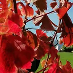 Summer Wine Appartement Leutschach