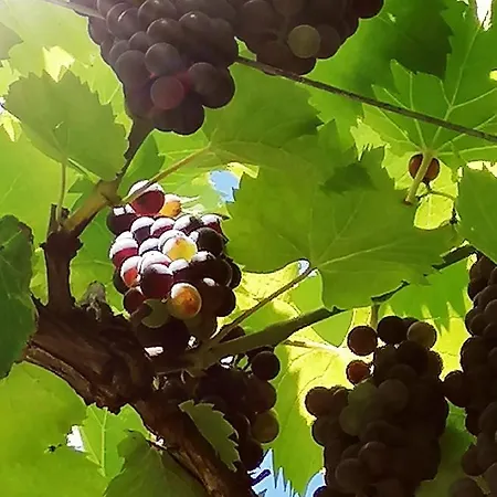 Summer Wine Romantisches, Fahrradfreundliches Weinbergidyll Mit Traumausblick Gleich Neben Buschenschank! Apartamento *