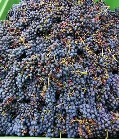 Summer Wine Apartmán