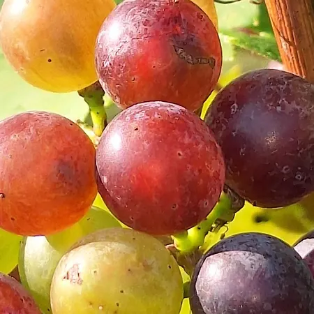 Summer Wine * Лойчах