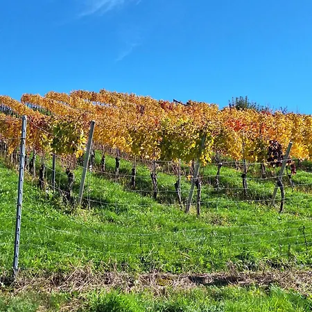 Summer Wine Romantisches, Fahrradfreundliches Weinbergidyll Mit Traumausblick Gleich Neben Buschenschank! * Leutschach