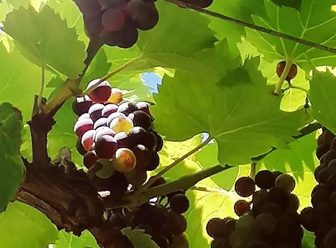 Summer Wine Apartment *