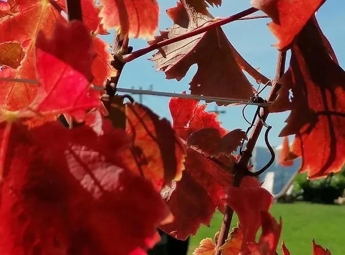 Summer Wine 公寓 里欧查赫