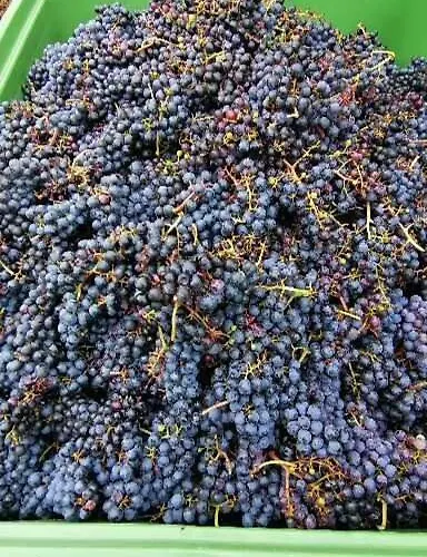 Summer Wine Апартаменты