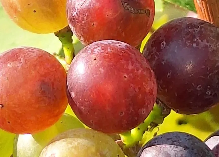 Summer Wine * Leutschach